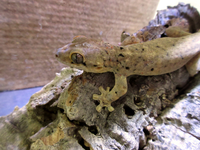 セントマーチンカブラオヤモリ(2)