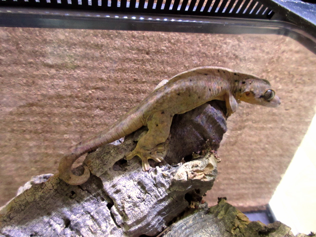 セントマーチンカブラオヤモリ(3)