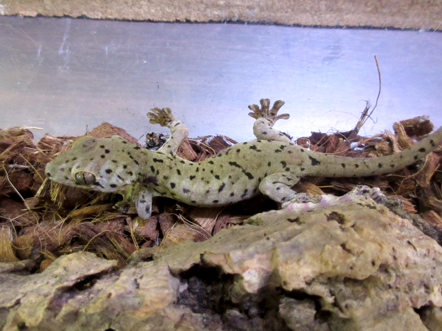 セントマーチンカブラオヤモリ(4)