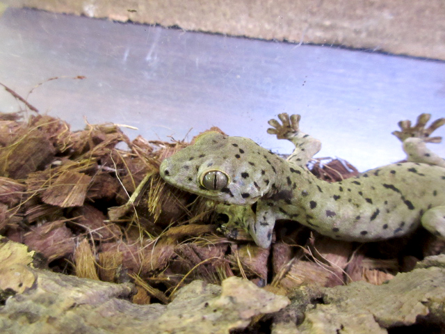 セントマーチンカブラオヤモリ(5)