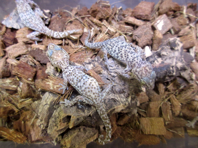 バスタールササクレヤモリ(5)