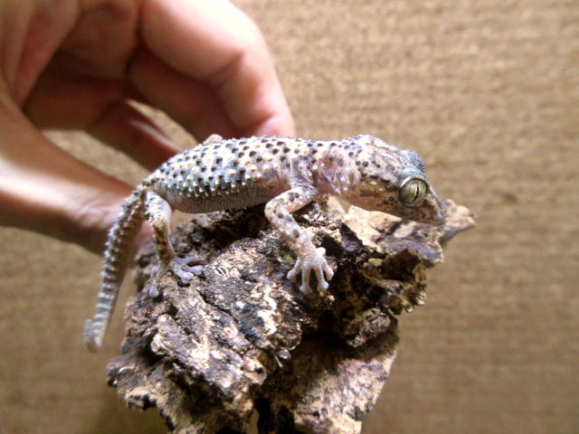 バスタールササクレヤモリ(4)