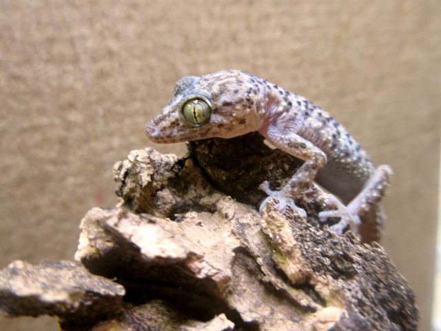 バスタールササクレヤモリ(3)