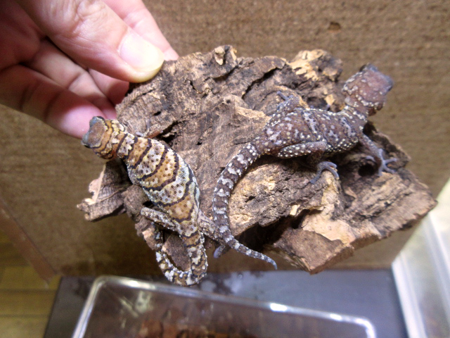 ソメワケササクレヤモリ(9)