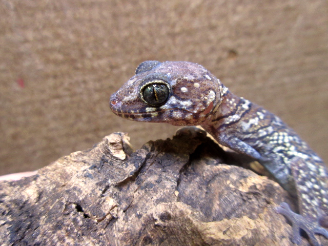 ソメワケササクレヤモリ(10)