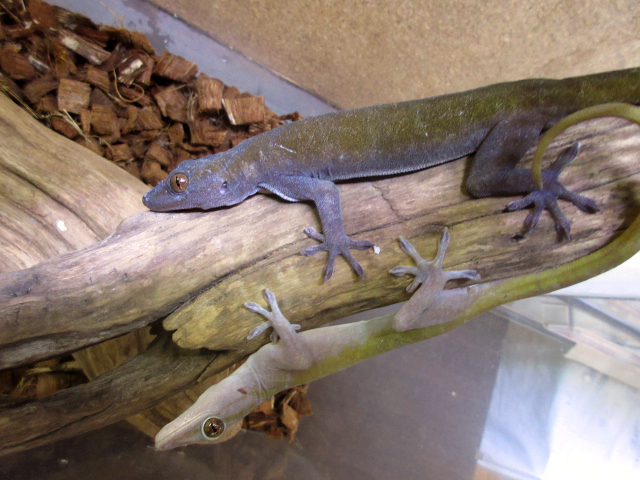 ゴールデンゲッコー(5)