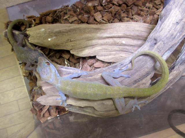 ゴールデンゲッコー(6)