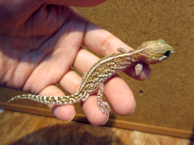 ソメワケササクレヤモリ(4)