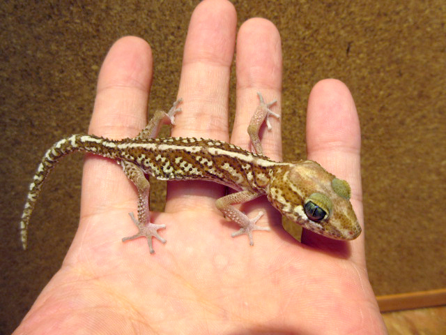 ソメワケササクレヤモリ(7)