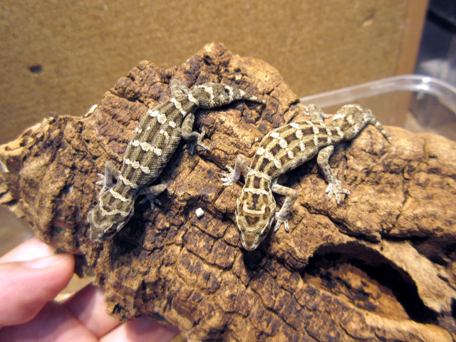 マツカサヤモリ(3)