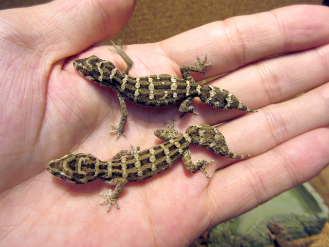 マツカサヤモリ(1)