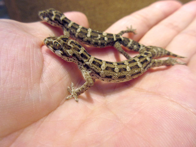 マツカサヤモリ(2)