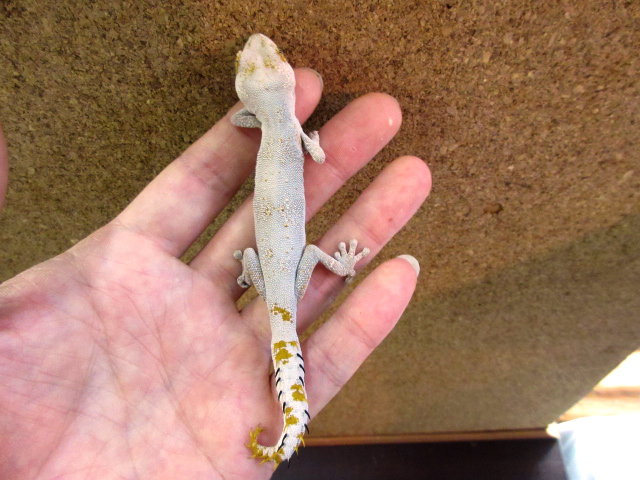 マツゲイシヤモリ(5)