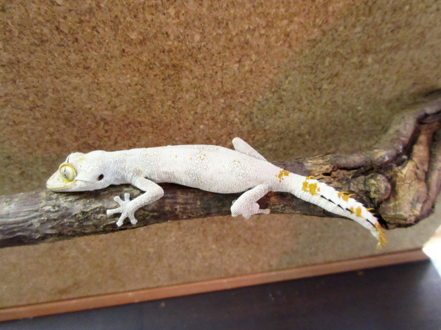 マツゲイシヤモリ(6)