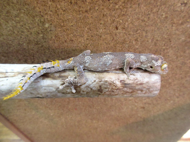 マツゲイシヤモリ(7)