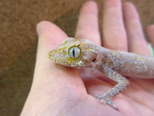 マツゲイシヤモリ(8)