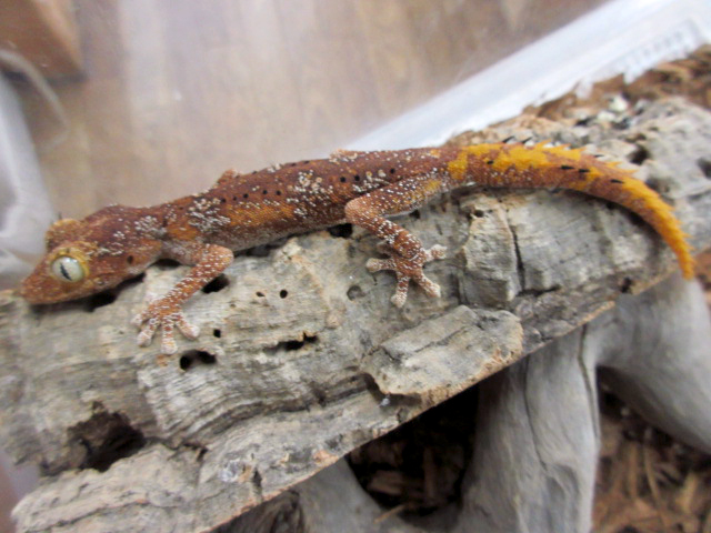 マツゲイシヤモリ(1)