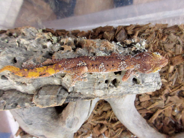 マツゲイシヤモリ(2)