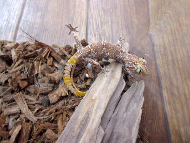 マツゲイシヤモリ(3)