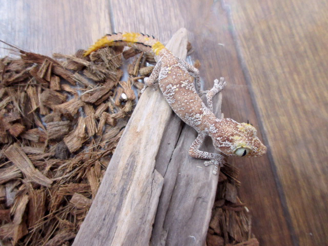 マツゲイシヤモリ(4)