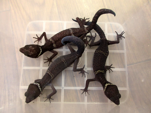 ハイナントカゲモドキ(10)