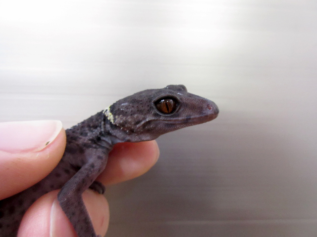 ハイナントカゲモドキ(11)