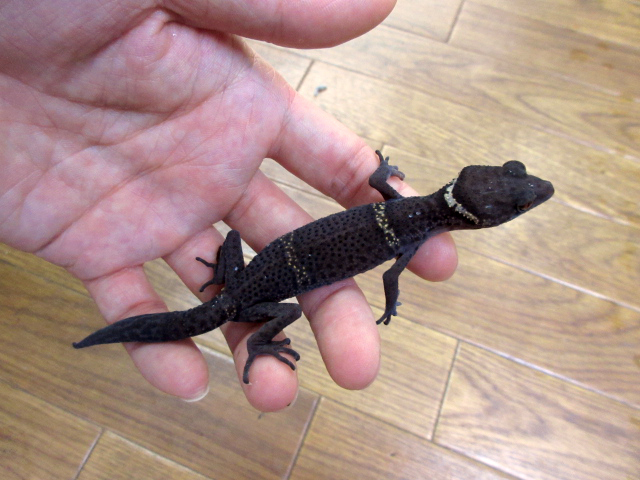 ハイナントカゲモドキ(12)