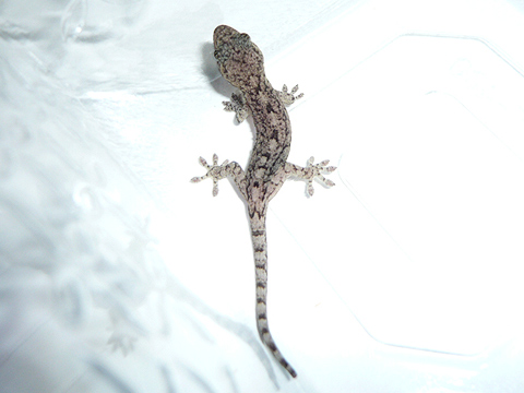 ニホンヤモリ(1)