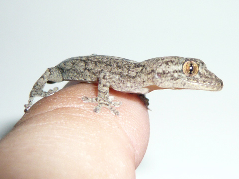 ニホンヤモリ(3)