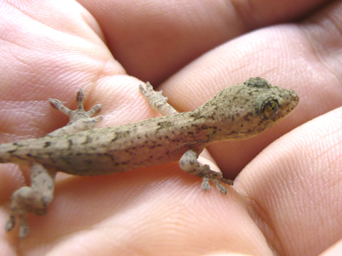 ニホンヤモリ ヤモリ図鑑