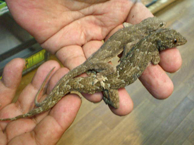 キバラナキヤモリ(2)