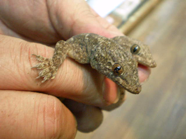 キバラナキヤモリ(3)