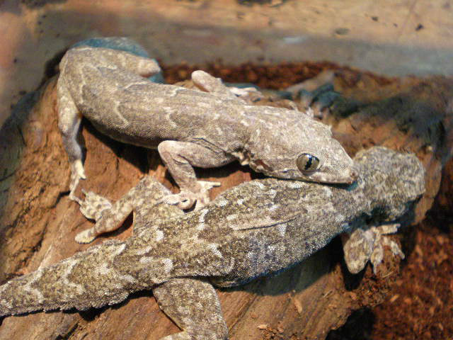 キバラナキヤモリ