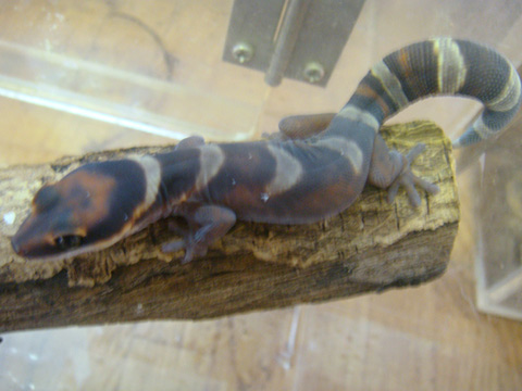 ハスオビビロードヤモリ(7)