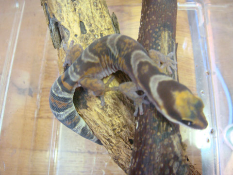 ハスオビビロードヤモリ(8)