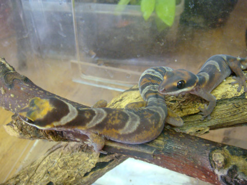 ハスオビビロードヤモリ(9)