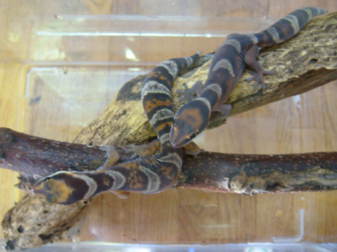 ハスオビビロードヤモリ(10)