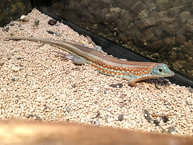 ニシキカタトカゲ(4)