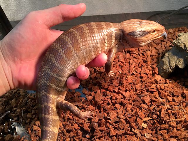 チュウオウアオジタトカゲ(7)