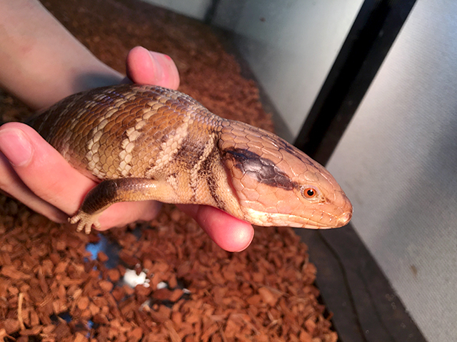 チュウオウアオジタトカゲ(8)