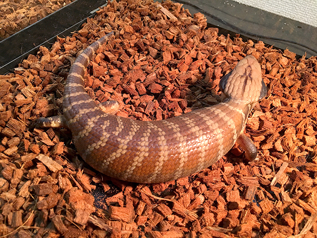 チュウオウアオジタトカゲ(9)