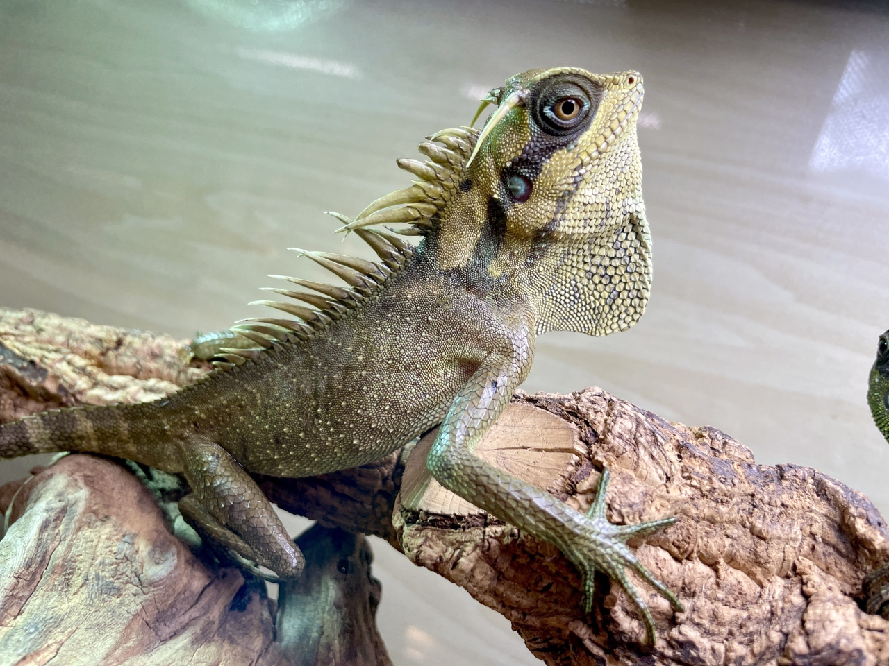 ナタリアクシトカゲ(5)