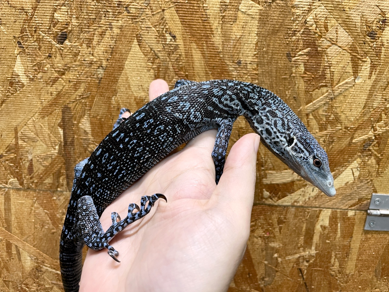 コバルトモニター(3)