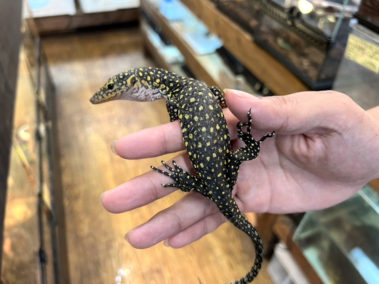 カイケチルモニター(8)