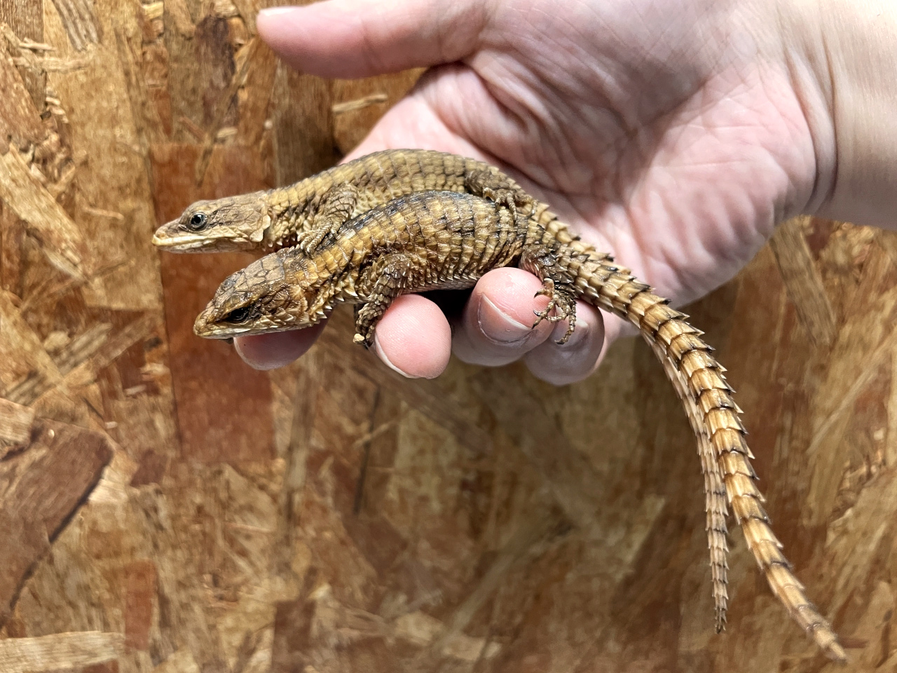 マサイヨロイトカゲ(6)