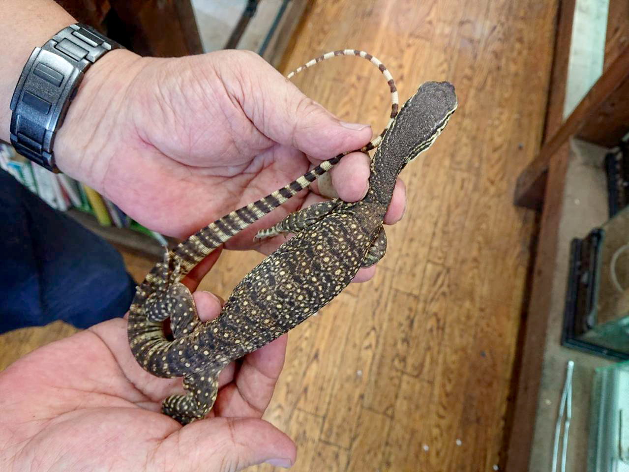 グールドモニター(7)