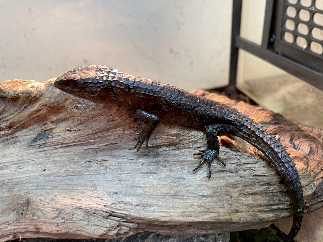 スラウェシクロコダイルスキンク(4)