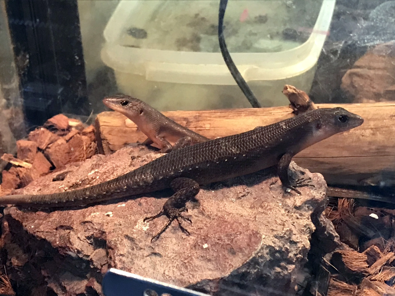 ブラックエモイア(1)