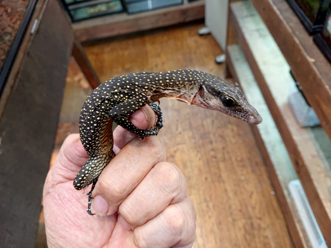 カールシュミットモニター(5)