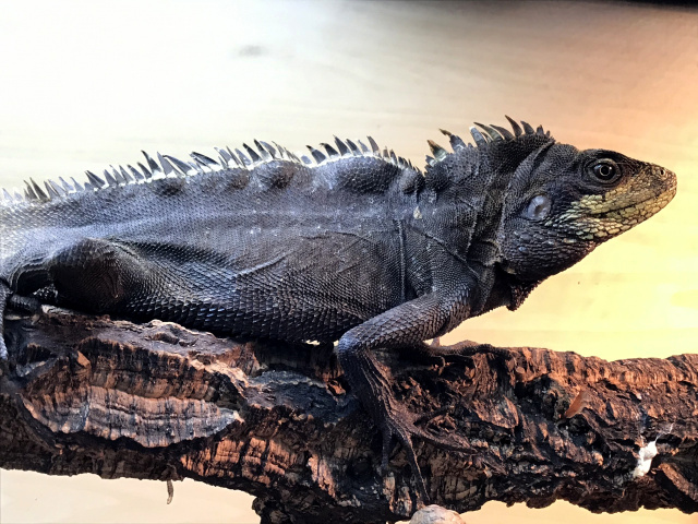 ソロモンジャイアントミナミモリドラゴン